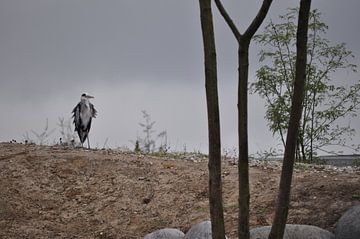A grey heron by Anita Visschers