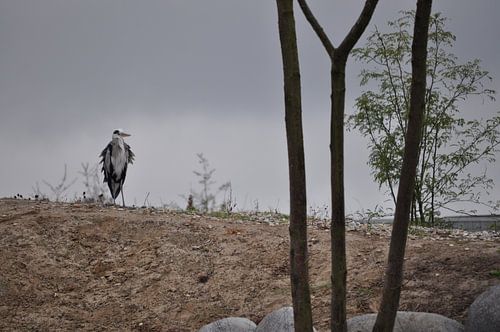 Een blauwe reiger