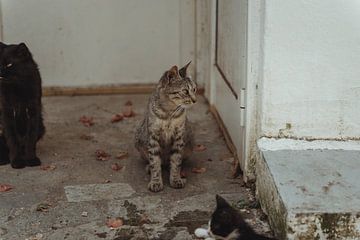 Katten van Corfu | Reisfotografie | Griekenland, Europa van Sanne Dost