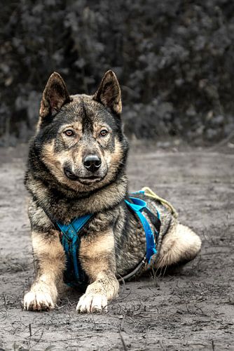 Haskies, Husky, Canadien