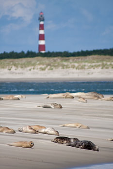 Sandbank  mit Dichtungen auf dem Watt bei der Amelandergat