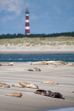 Sandbank  mit Dichtungen auf dem Watt bei der Amelandergat von Dennis Wierenga