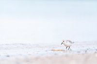 Strandloper op het strand bij Brouwersdam