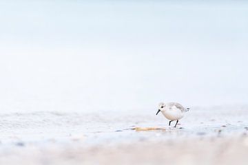 Strandloper op het strand bij Brouwersdam van Ronald Buitendijk Fotografie