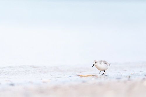 Strandloper op het strand bij Brouwersdam