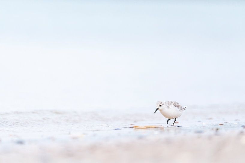 Bécasseau sur la plage près de Brouwersdam par Ronald Buitendijk Fotografie