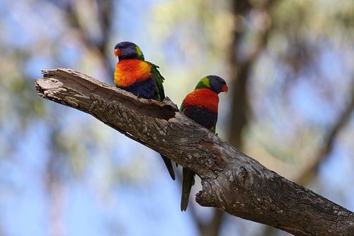 Regenbooglori (Trichoglossus moluccanus), Queensland, Australië