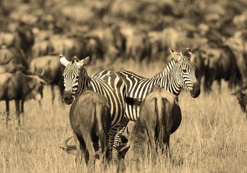 Confusion sur Roland Smeets