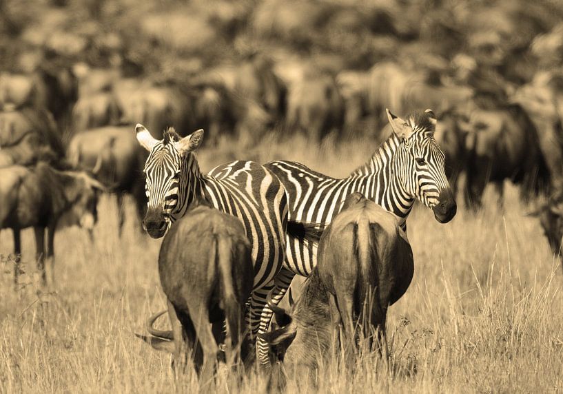 Confusion van Roland Smeets