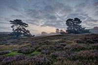misty morning.