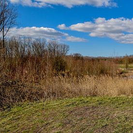 Broekpolder nature reserve by Patricia van den Bos