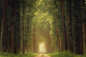 Paint Me A Forest