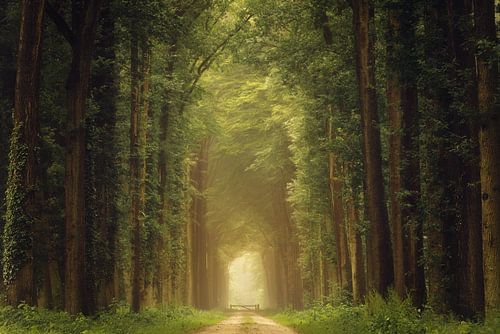 Peins-moi une forêt