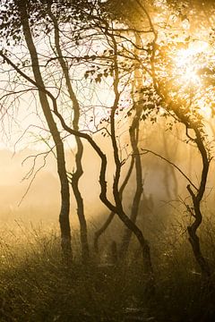 Strabrechtse Heide 258 von Deshamer