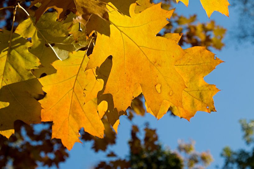 geel herfstblad van W J Kok