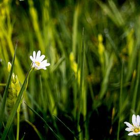 Madeliefje in het groen van Hanne Boullart