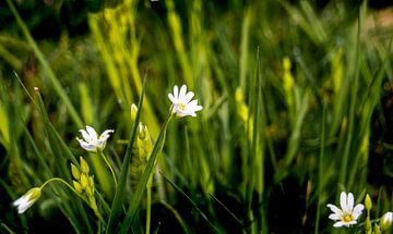 Gänseblümchen in Grün von Hanne Boullart