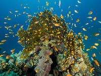 Vlaggenbaarsje rond vuurkoraal, Marsa Alam, Rode Zee