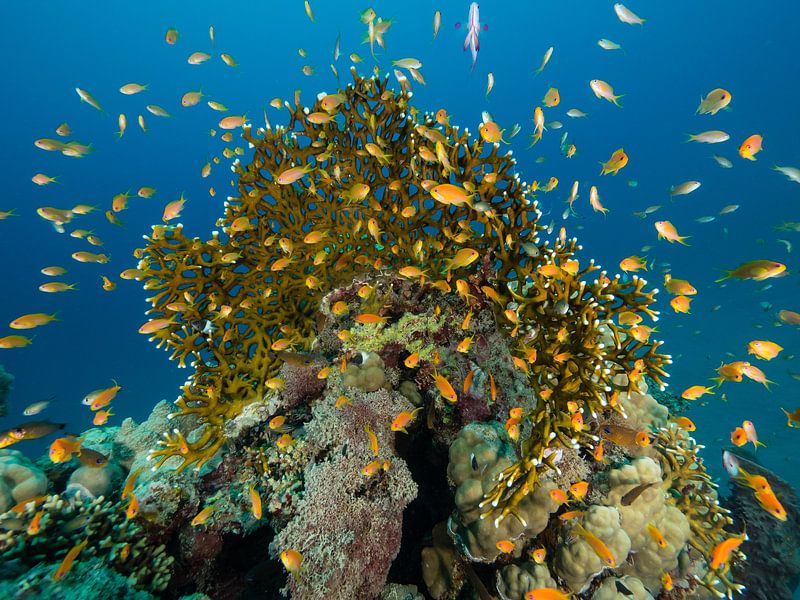 Flounder around fire coral, Marsa Alam, Red Sea by René Weterings