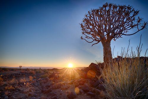 arbre tubulaire au coucher du soleil