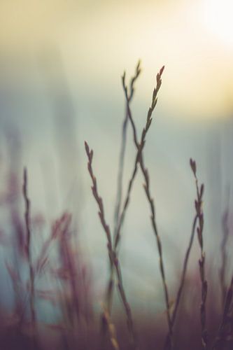 Grass against a setting sun