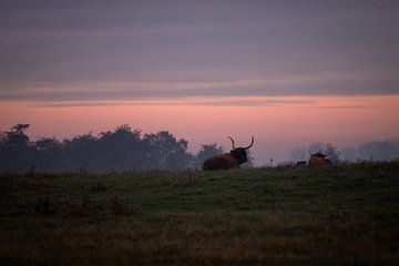 Die Wächter der Heidelandschaft