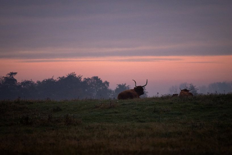 Die Wächter der Heidelandschaft von Sebastian Stef
