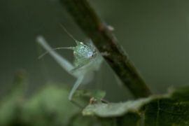 Southern Tree Mantis by Smeenk Fotografie