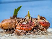 Bulbs van Miriam Meijer, en pleine campagne..... thumbnail