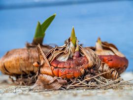 Bulbs by Miriam Meijer, en pleine campagne.....
