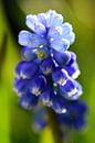 Blauwe druifjes in de zon van Gerard de Zwaan thumbnail