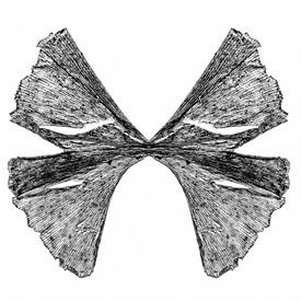 Butterfly van Cor Ritmeester