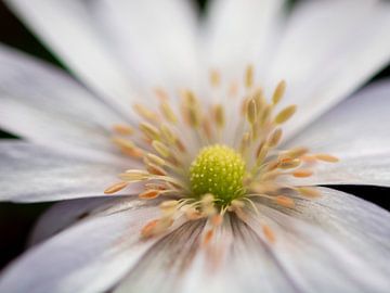 In het hart van de bloem van Cynthia Derksen