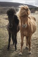 Twee IJslandse paarden
