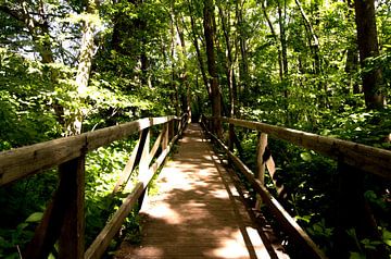 Promenade en forêt sur Lisa Becker