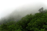 Des arbres dans le brouillard