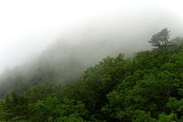 Bomen in de mist van Mw. Monique