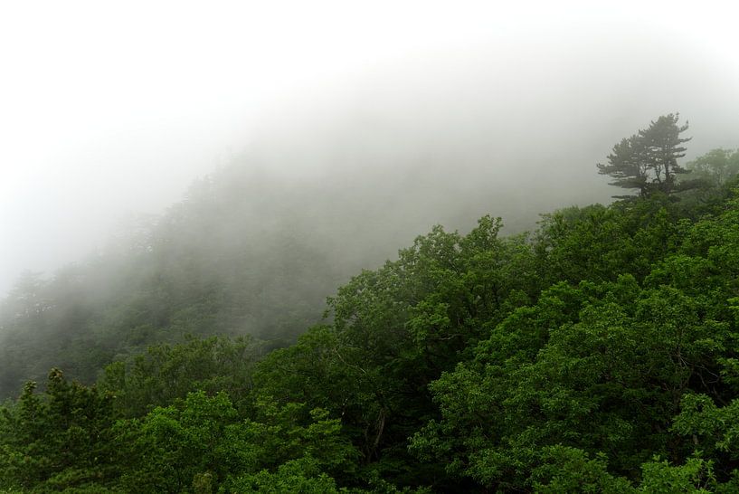 Trees in the fog by Mw. Monique
