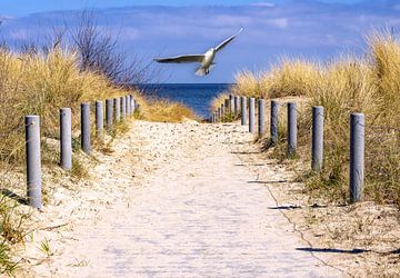 Strandweg an der Ostsee auf Usedom mit Möwe von Animaflora PicsStock