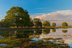 Abendlicht im Nationalpark Dwingelderveld