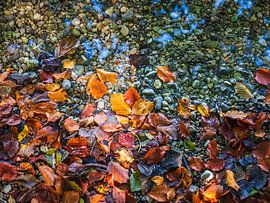 Herfstbladeren met kleuren