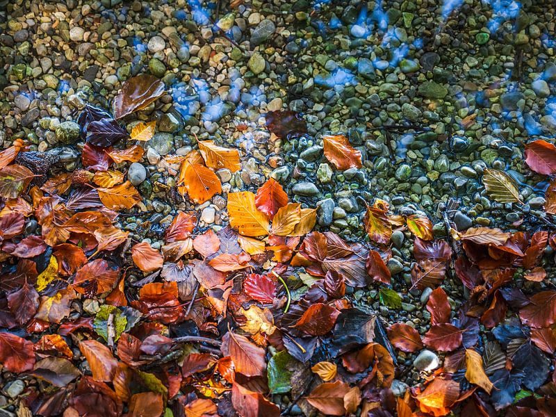 Autumn leaves with colours by Mustafa Kurnaz