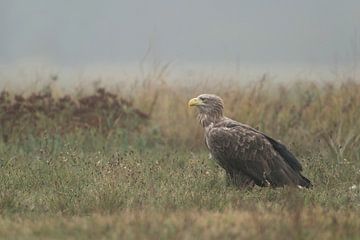 White tailed Eagle / Sea Eagle ( Haliaeetus albicilla ), adult bird, sitting in grassland