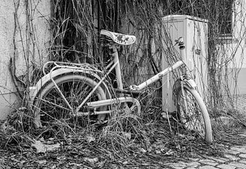 De natuur neemt een oude fiets terug, zwart-wit kunstontwerp van Animaflora PicsStock