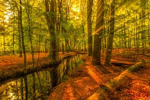 Langsam fließender Bach an einem frühen Herbstmorgen