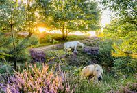 Wilde paarden op nationaal park de hoge veluwe in de zomer
