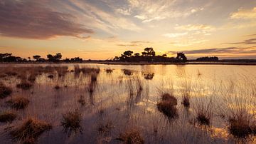 Strabrechtse Heide 240 by Deshamer