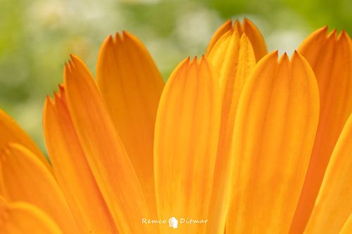 Zomerse Sereniteit: Een Betoverende Gele Bloem in Volle Bloei