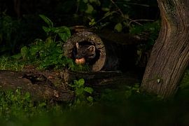 Marder im Wald