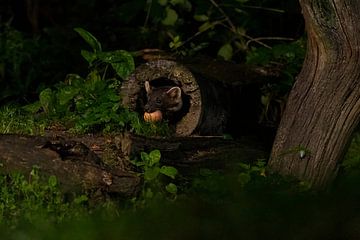 Marten in the forest by Merijn Loch